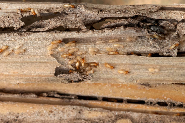 Best Mosquito Control Services  in Somerville, MA