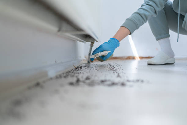 Best Flea Control Services  in Somerville, MA